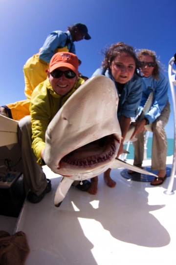 Amazing Day Of Shark Tagging 3/14/10 – Shark Research & Conservation ...