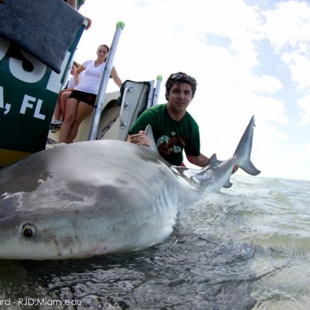 The importance of forage fish – Shark Research & Conservation Program ...