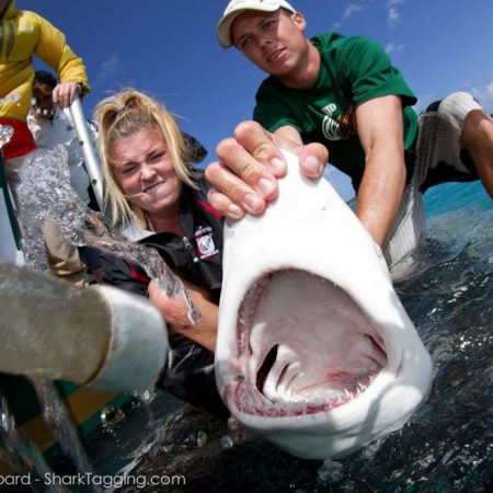 Longlining: A destructive fishing technique – Shark Research ...