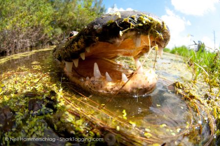 Crocodile Dentist – Shark Research & Conservation Program (SRC ...