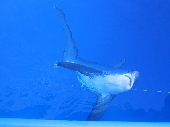 shark bycatch