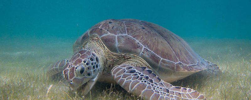 Blue carbon stores in tropical seagrass meadows maintained under green  turtle grazing