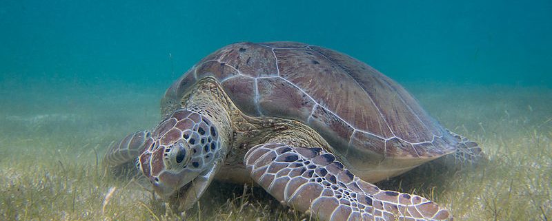 Current threats to coastal seagrass ecosystems – Shark Research &  Conservation Program (SRC)