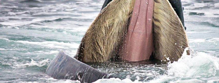Baleen whales host a unique gut microbiome with similarities to both  carnivores and herbivores – Shark Research & Conservation Program (SRC) |  University of Miami