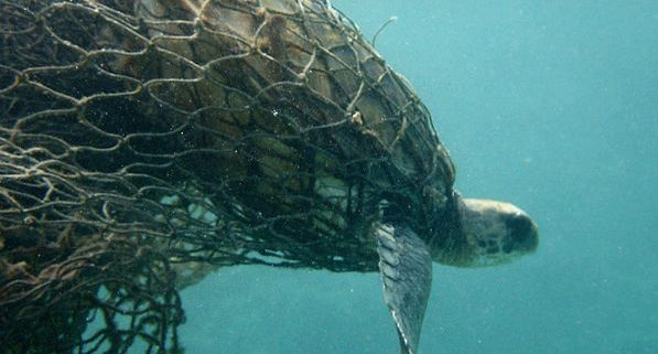 Buoyless Nets Reduce Sea Turtle Bycatch in Coastal Net Fisheries