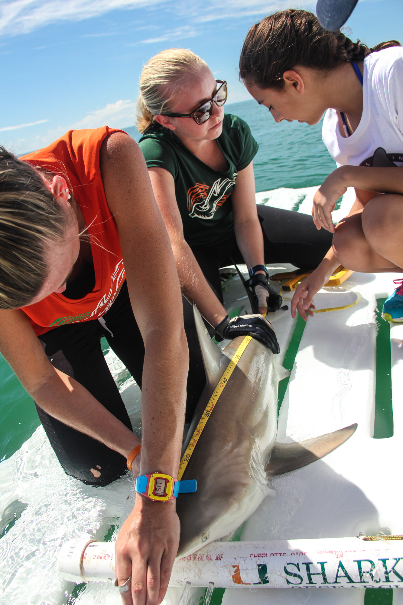FINS For Girls in STEM Shark Research & Conservation Program (SRC