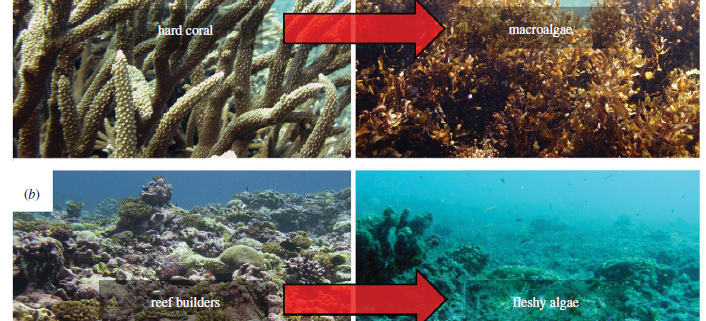 Re-evaluating the health of coral reef communities: baselines and ...