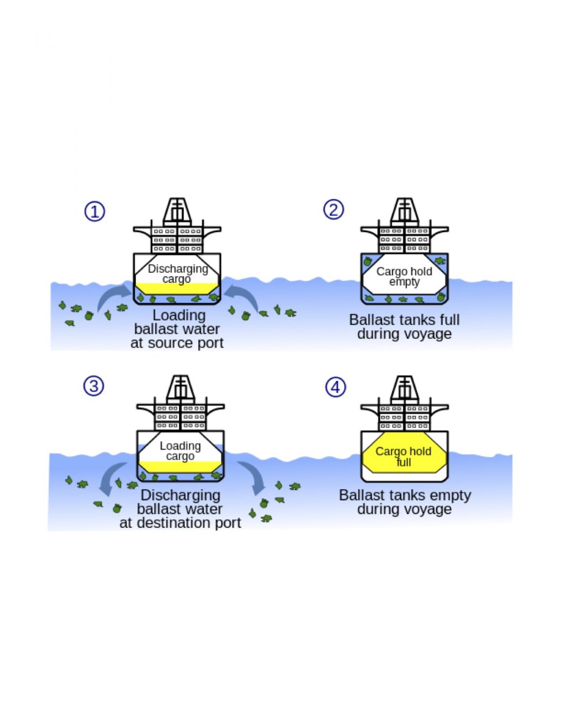 Ballast Water Management And Its Implications Regarding Invasive ...