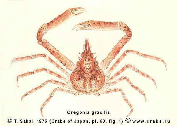 Decorator Crab Oregonia Gracilis