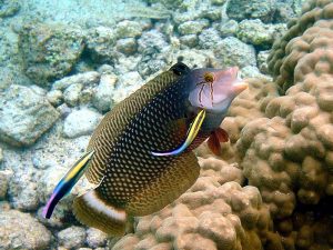 A pair of Hawaiian cleaner wrasse clean a dragon wrasse. [Source: Wikimedia Commons, photo by Brocken Inaglory (https://commons.wikimedia.org/wiki/File:Cleaning_station_konan.jpg)]