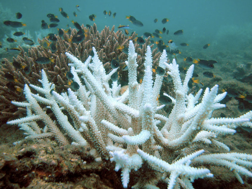 Study: Over 90% of Great Barrier Reef suffering from coral bleaching