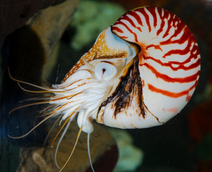 The Impact and Epidemic of Overexploitation on Chambered Nautilus ...