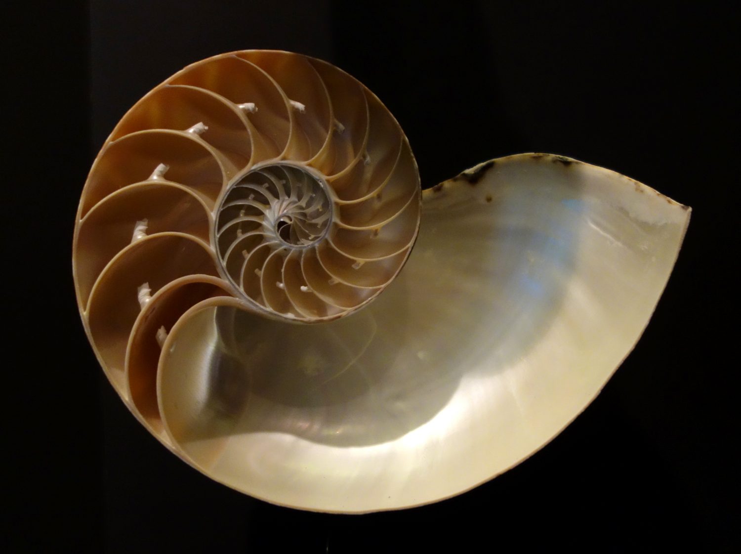 The Impact and Epidemic of Overexploitation on Chambered Nautilus ...