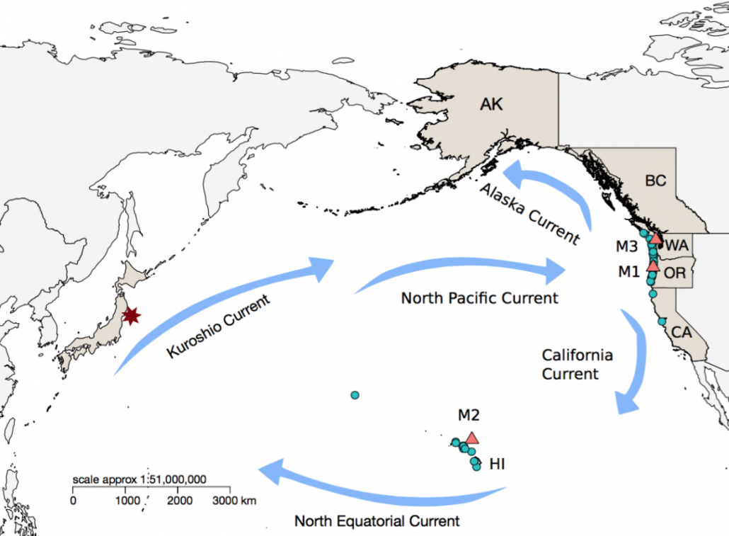 Tsunami Raft Tsunami-driven rafting: Transoceanic species dispersal and implications ...