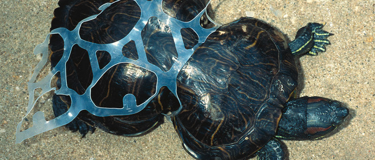 FWC Fish and Wildlife Research Institute - Mass of intertwined marine  debris found inside of the sperm whale during necropsy. Biologists say  marine debris likely led to whale's stranding off the Florida