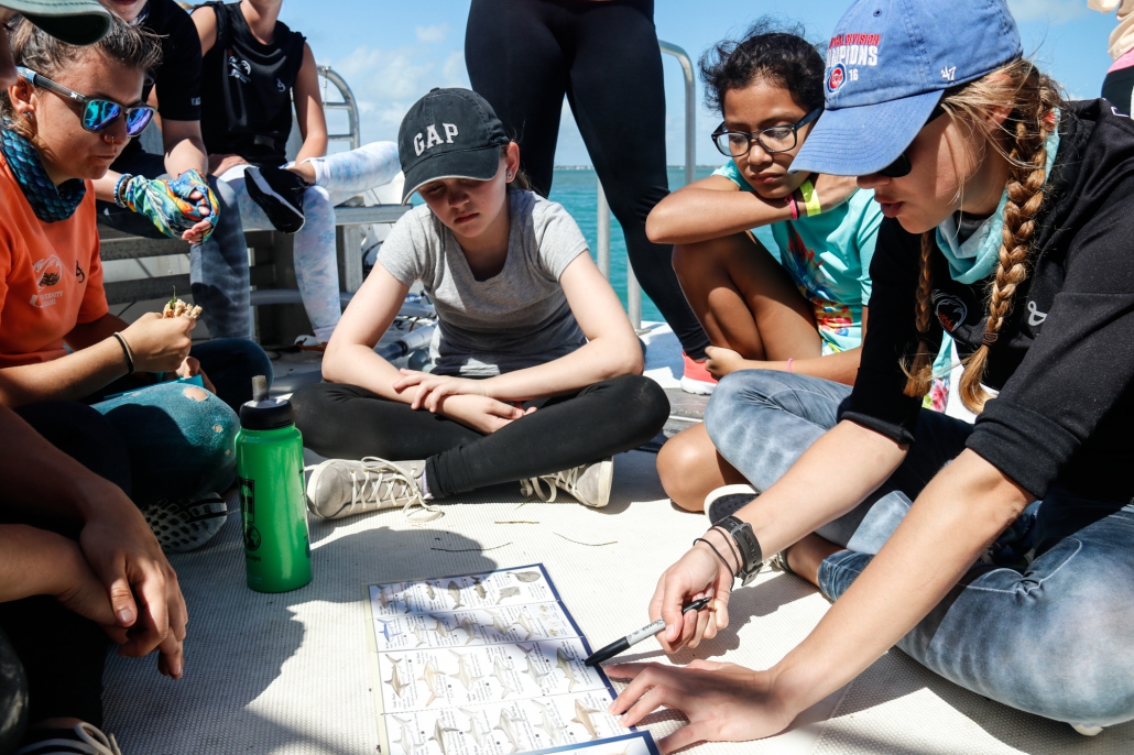 Marine Biology Curriculum For Middle School Shark Research Marine Biology Curriculum For Middle School Shark Research