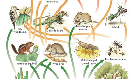 food web with trophic levels