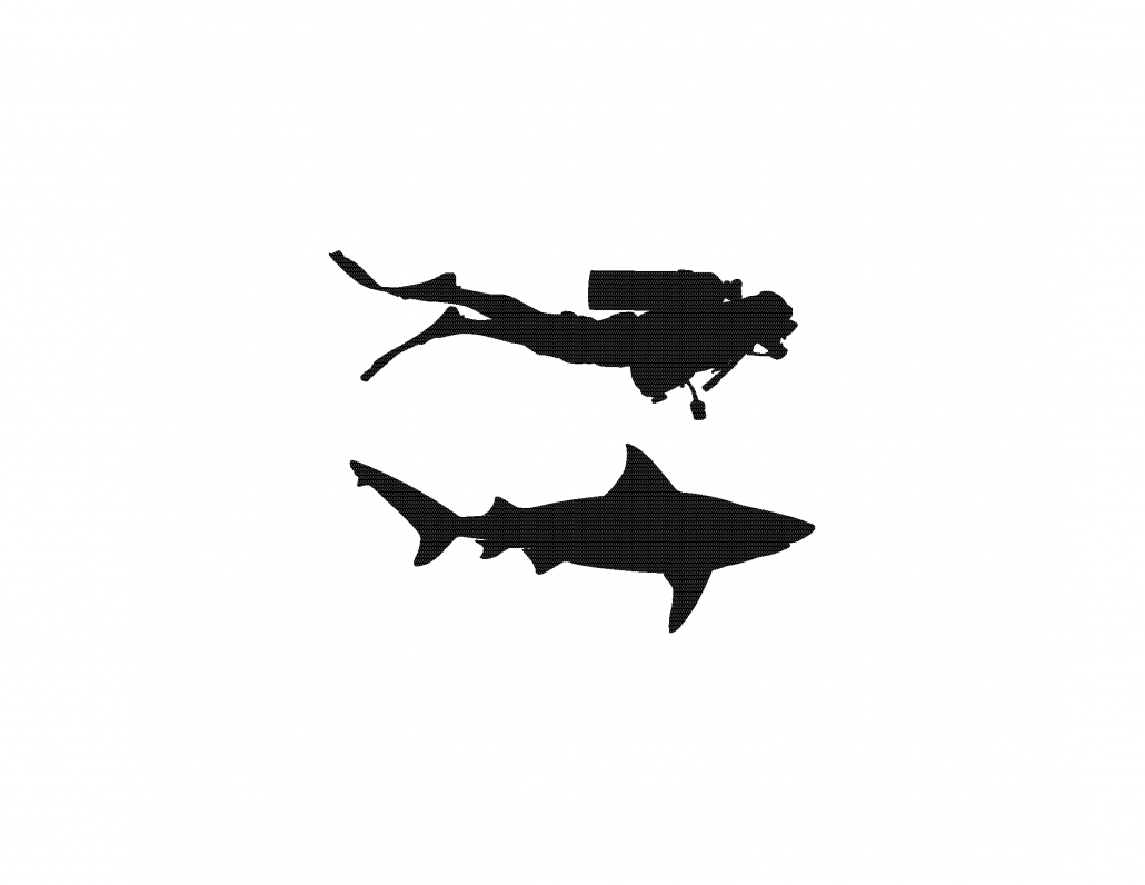 Bull Shark – Shark Research & Conservation Program (SRC) | University ...