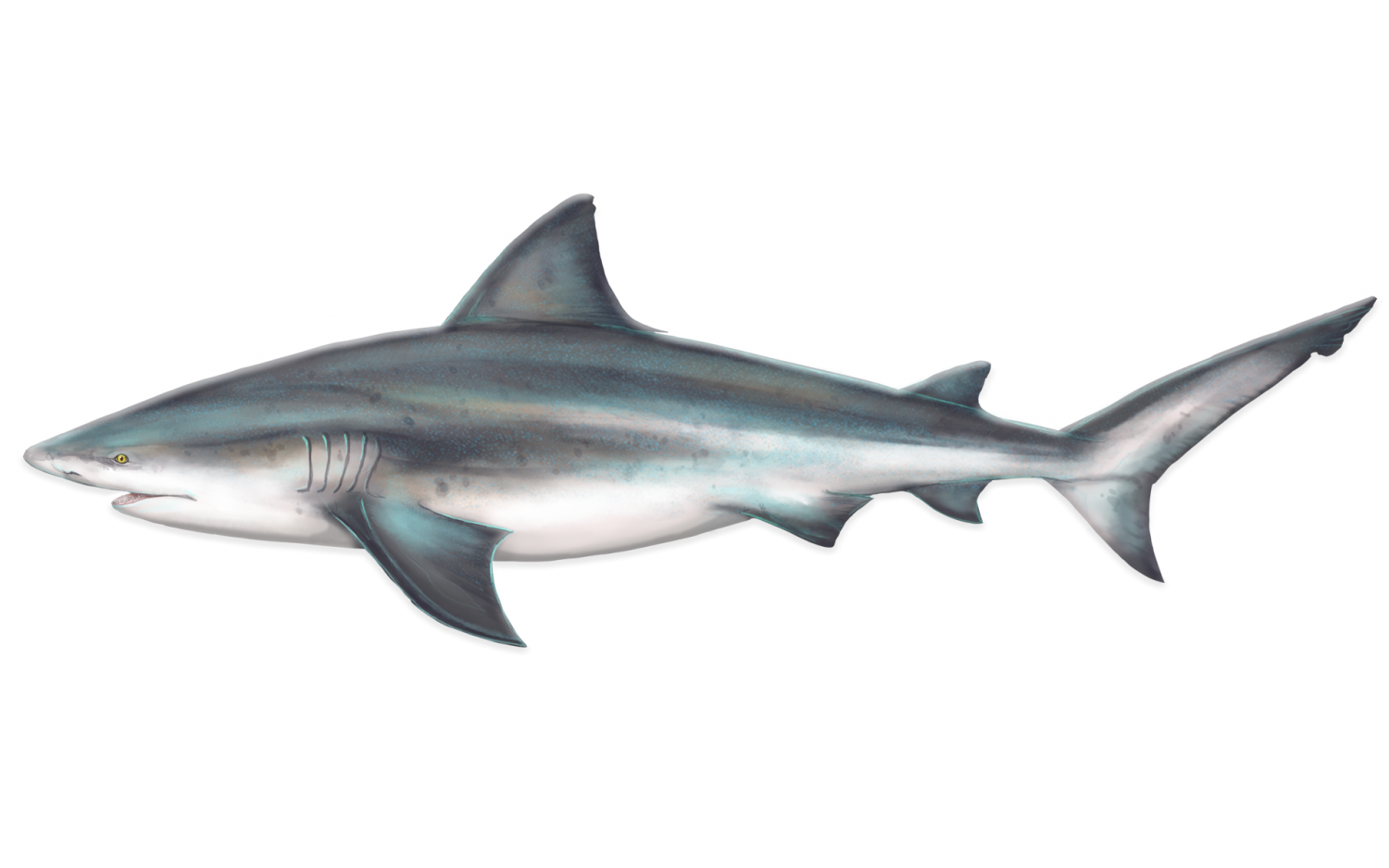 Bull Shark Shark Research & Conservation Program (SRC) University