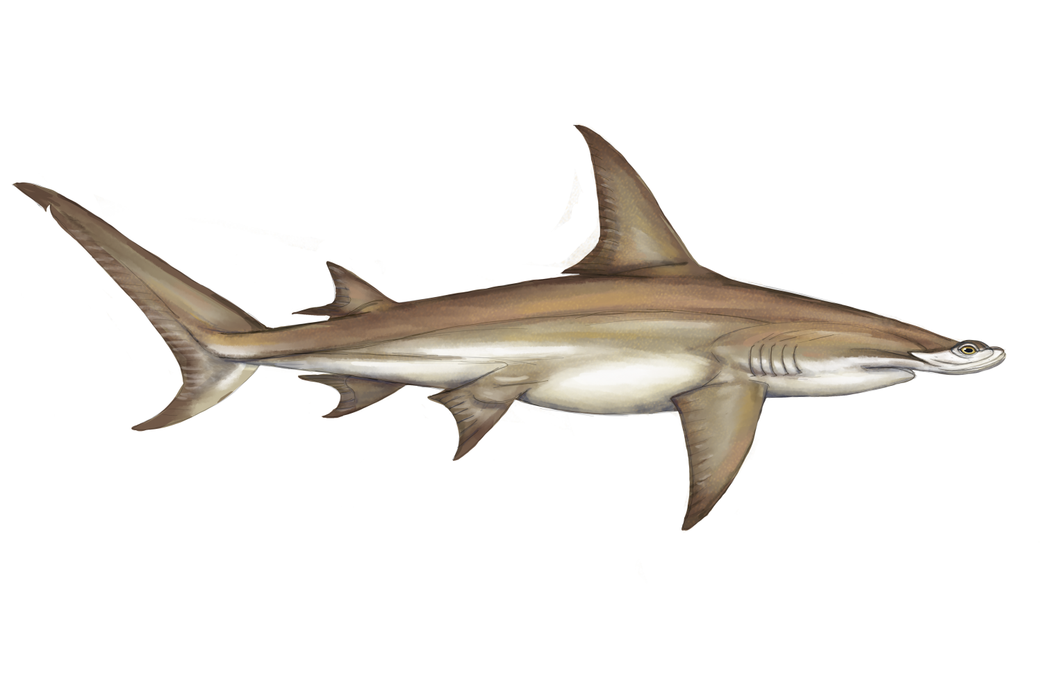 nameAHammerhead Shark Research & Conservation Program (SRC