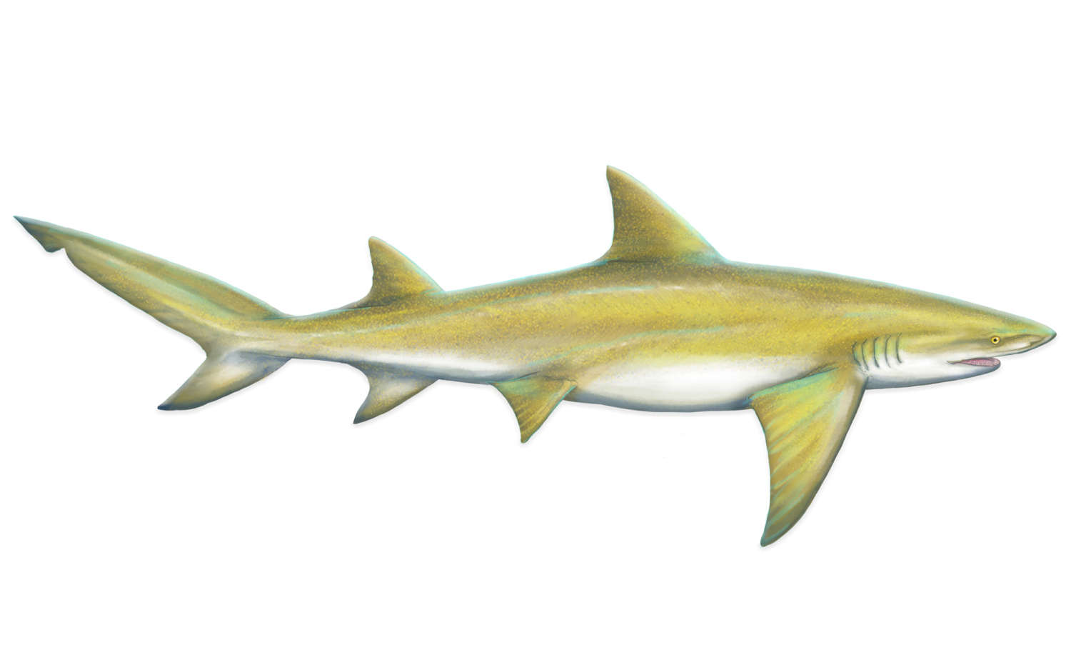 nameALemon Shark Research & Conservation Program (SRC) University