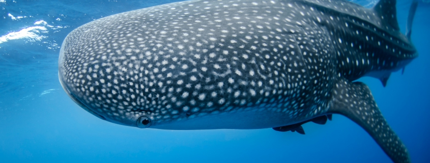 Whale Shark - Rhincodon typus