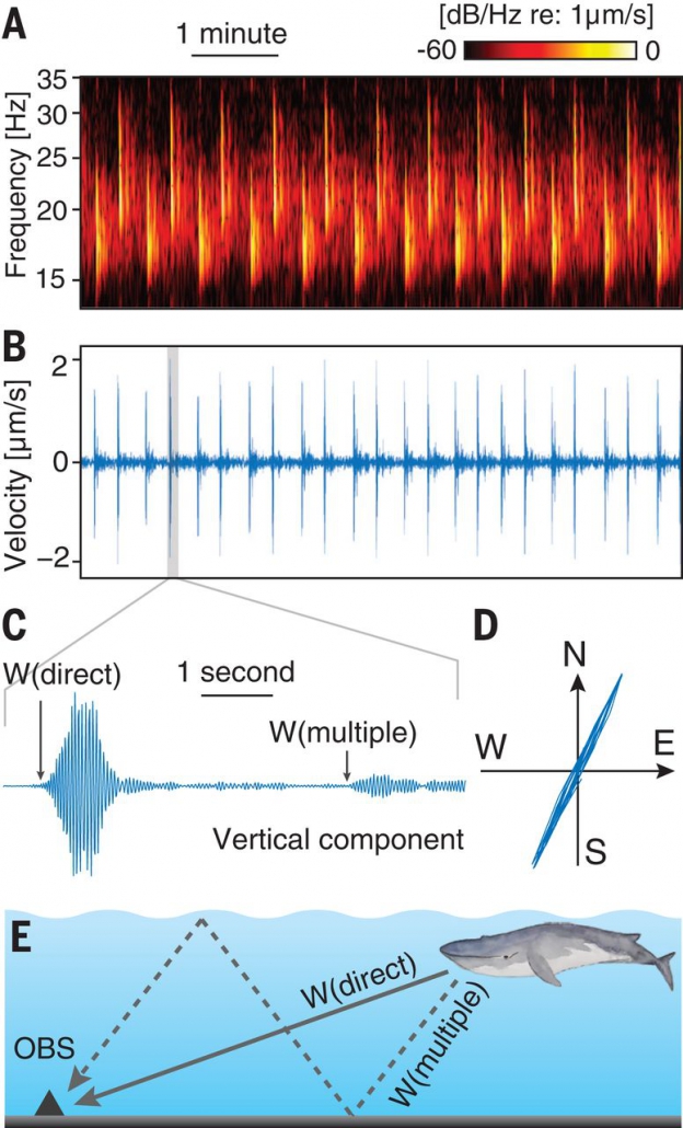 Music of the ocean The importance of fin whale vocalizations Shark